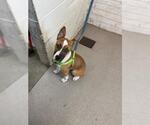 Small Bull Terrier Mix