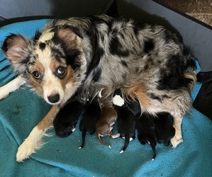 Mother of the Australian Shepherd puppies born on 07/15/2023