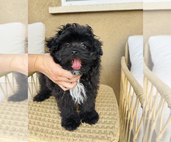 Medium Photo #1 Maltipoo Puppy For Sale in EASTVALE, CA, USA