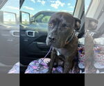 Small #1 Staffordshire Bull Terrier