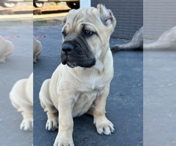 Medium Photo #7 Cane Corso Puppy For Sale in OCEANSIDE, CA, USA
