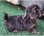 Small #11 Shorkie Tzu