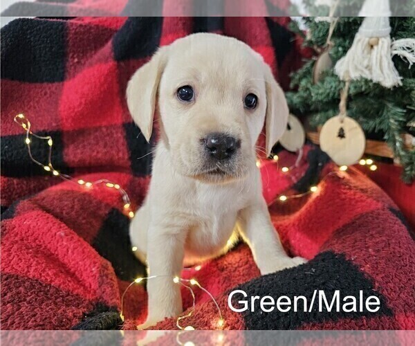 Medium Photo #20 Labrador Retriever Puppy For Sale in GABLE, SC, USA