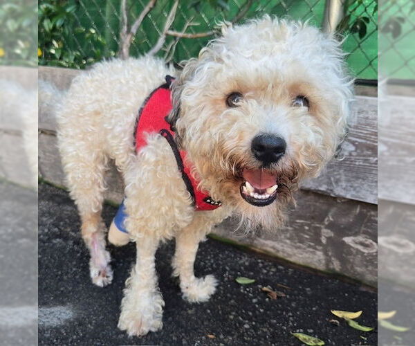 Medium Photo #1 Poodle (Standard) Puppy For Sale in W Hollywood, CA, USA