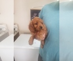 Small Photo #2 Cavapoo Puppy For Sale in MCMINNVILLE, TN, USA