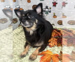 Small Photo #2 Chiranian Puppy For Sale in Wetumpka, AL, USA