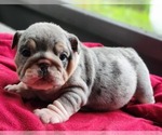 Small #1 Bulldog