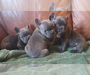 French Bulldog Puppy for sale in GUILFORD, ME, USA