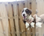 Puppy 7 Australian Shepherd-Border-Aussie Mix