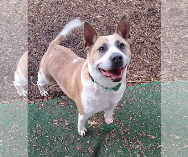 Medium Photo #4 Mutt Puppy For Sale in Clarkesville, GA, USA