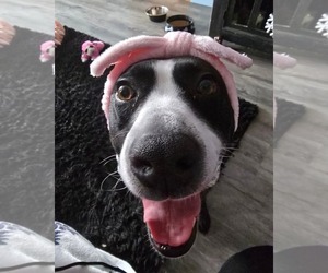 Mutt Dogs for adoption in Sheboygan, WI, USA