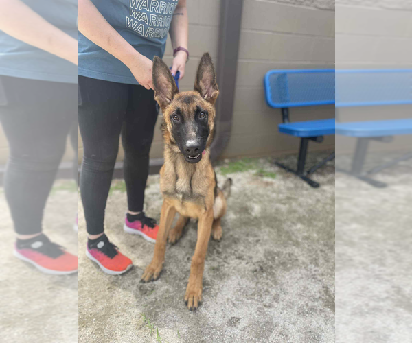 Medium Photo #3 German Shepherd Dog-Unknown Mix Puppy For Sale in Imlay City, MI, USA