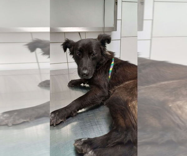 Medium Photo #4 Border Collie-Unknown Mix Puppy For Sale in Lake Forest, CA, USA