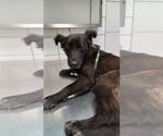 Small #3 Border Collie Mix