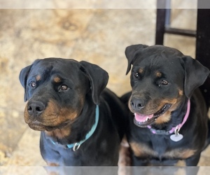 Father of the Rottweiler puppies born on 10/06/2022