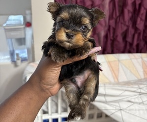 Yorkshire Terrier Puppy for sale in DALLAS, GA, USA