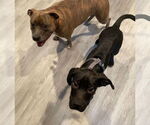 Small #1 American Staffordshire Terrier-Labrador Retriever Mix