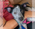 Small #1 Mutt