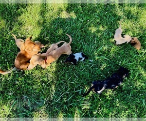 Dachshund Puppy for sale in WILLIAMSBURG, VA, USA