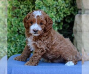 Cavapoo Puppy for sale in EAST EARL, PA, USA