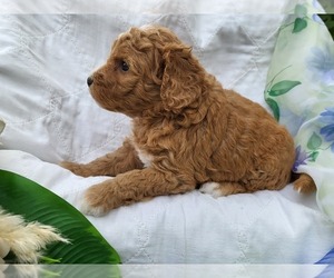 Miniature Bernedoodle Puppy for Sale in NEW AUBURN, Wisconsin USA