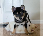 Small Photo #12 Shiba Inu Puppy For Sale in DAVENPORT, FL, USA