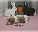 Small #6 Cavalier King Charles Spaniel
