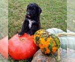 Small Photo #1 Aussiedoodle-Poodle (Standard) Mix Puppy For Sale in ANDERSON, AL, USA