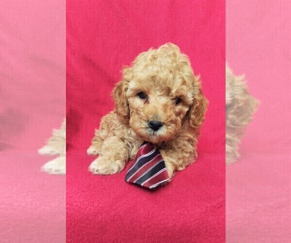 Medium Photo #5 Cavapoo Puppy For Sale in LANCASTER, PA, USA