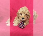 Small Photo #5 Cavapoo Puppy For Sale in LANCASTER, PA, USA