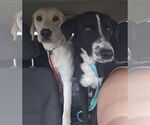 Small #8 Labrador Retriever Mix