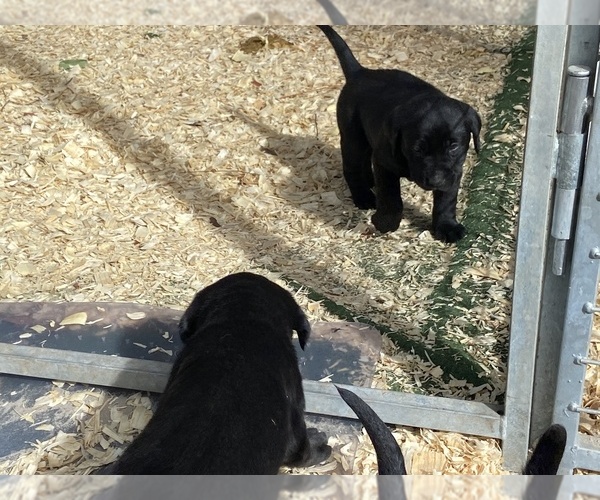Medium Photo #9 Labrador Retriever Puppy For Sale in OCALA, FL, USA