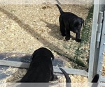 Small Photo #9 Labrador Retriever Puppy For Sale in OCALA, FL, USA