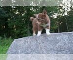 Small Photo #7 Pomsky Puppy For Sale in DRACUT, MA, USA
