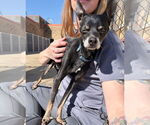 Small #10 Chihuahua Mix