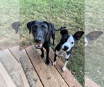 Small #6 Labrador Retriever Mix