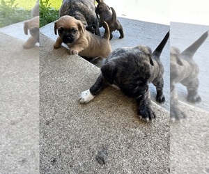 French Bulldog-Shih Tzu Mix Puppy for sale in NEW BERLIN, WI, USA