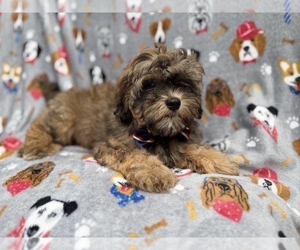 Medium Photo #5 Shih-Poo Puppy For Sale in LAKELAND, FL, USA