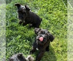 Small #7 Schnauzer (Miniature)