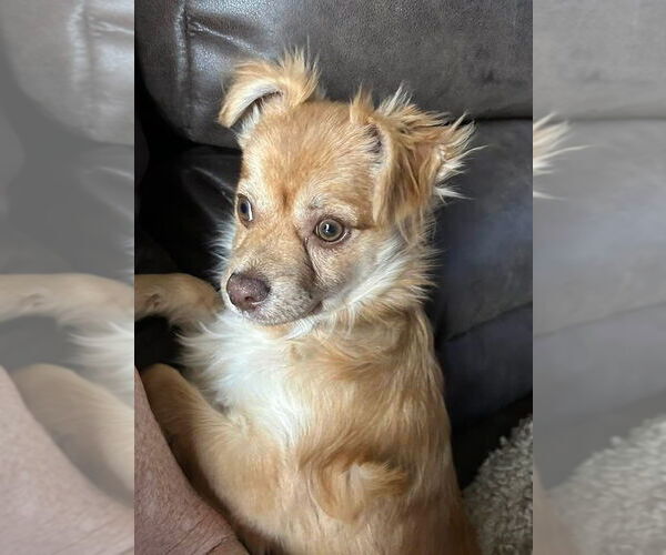 Medium Photo #2 Chiranian Puppy For Sale in Mooresville, NC, USA