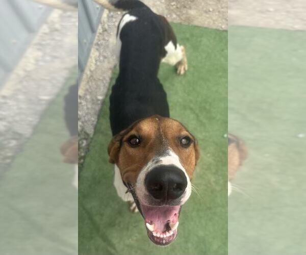 Medium Photo #4 Treeing Walker Coonhound Puppy For Sale in Evansville, IN, USA