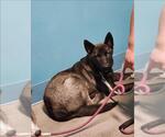 Small Huskies  Mix