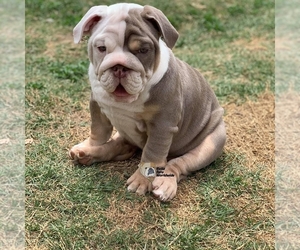 English Bulldog Puppy for sale in MENIFEE, CA, USA