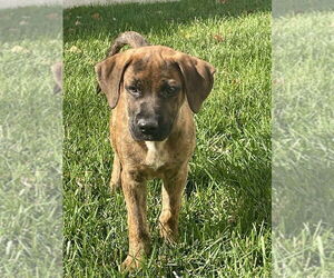 Mountain Cur-Unknown Mix Dogs for adoption in Mount Laurel, NJ, USA