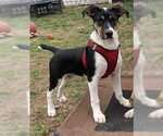 Small #27 Jack Russell Terrier Mix