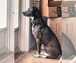Small #1 American Pit Bull Terrier-Huskies  Mix