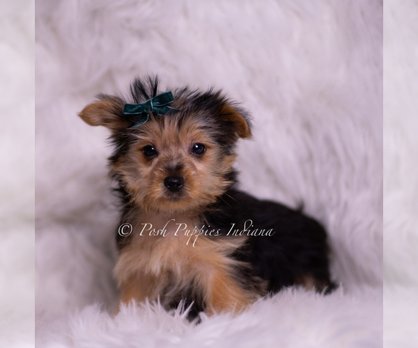 Medium Photo #5 Yorkshire Terrier Puppy For Sale in WARSAW, IN, USA