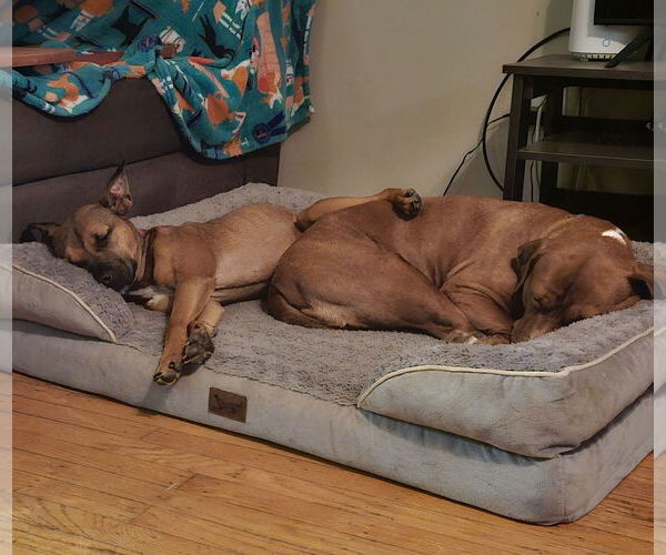 Medium Photo #24 Mutt Puppy For Sale in Mount Laurel, NJ, USA