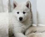 Small Photo #2 Siberian Husky Puppy For Sale in ANTIOCH, CA, USA