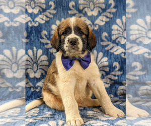 Saint Berdoodle Puppy for sale in PEACH BOTTOM, PA, USA